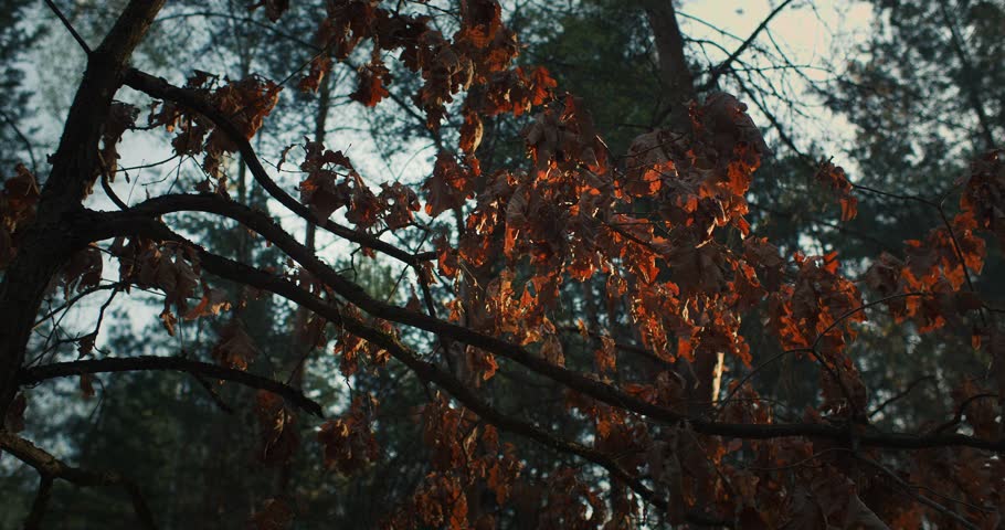 Walk through empty forest in sunrise light background. Beautiful forest nature. Pine trees