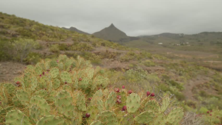 Prickly pear plant with ripe fruit growing in the mountains in dry Tenerife countryside in spring, Canary Islands, Spain