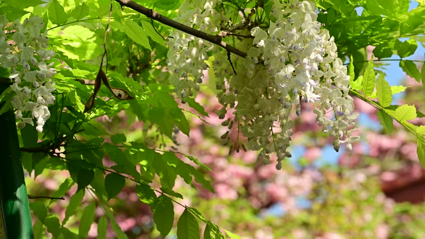 the beautifu;l tree blossoms closeup