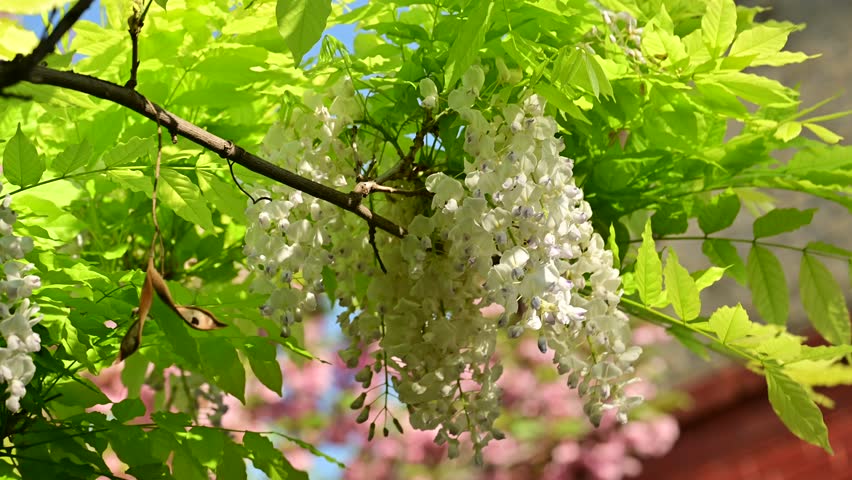 the beautifu;l tree blossoms closeup