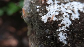 A colony of red ants working together