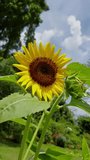 Field of yellow sunflower flowers , background of clouds. Sunflower sways in the wind .summer field , sunflower seeds , Flying honey bee blue sky , clear weather bright hd video