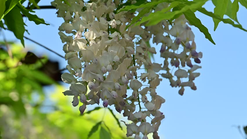 the beautifu;l tree blossoms closeup