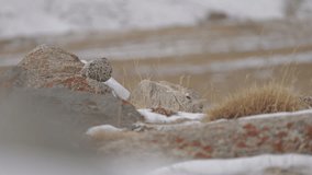 The woolly hare or Tibetan hare is known as Ribong in Ladakhi.
Animal in the Himalayas mountain, siting on the stone rock.
Woolly hare from Hemis NP, Ladakh, India.
Raw Footages for Colour Grading 