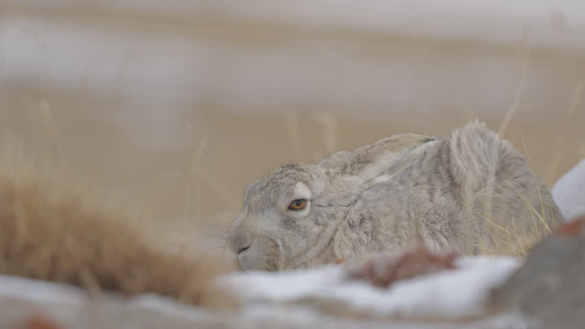 The woolly hare or Tibetan hare is known as Ribong in Ladakhi.
Animal in the Himalayas mountain, siting on the stone rock.
Woolly hare from Hemis NP, Ladakh, India.
Raw Footages for Colour Grading 