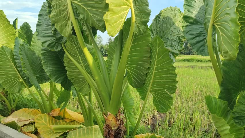 fresh green Alocasia macrorrhizos plant