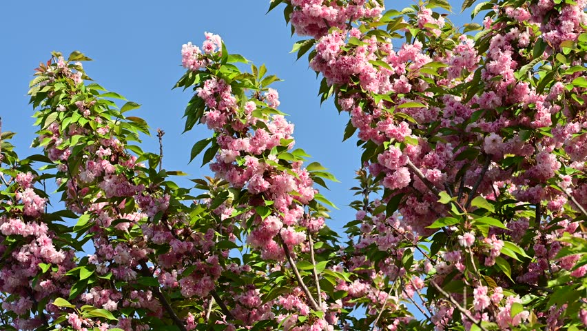 the beautifu;l tree blossoms closeup