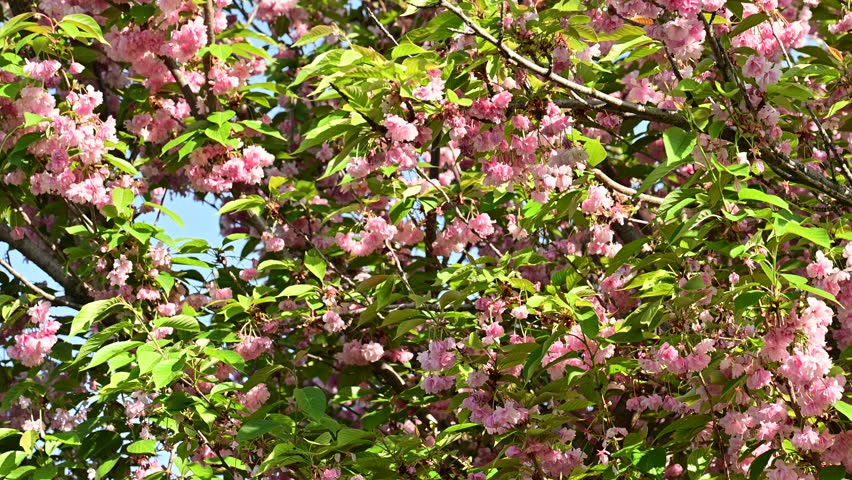the beautifu;l tree blossoms closeup