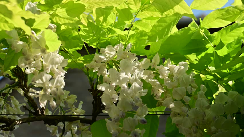 the beautifu;l tree blossoms closeup