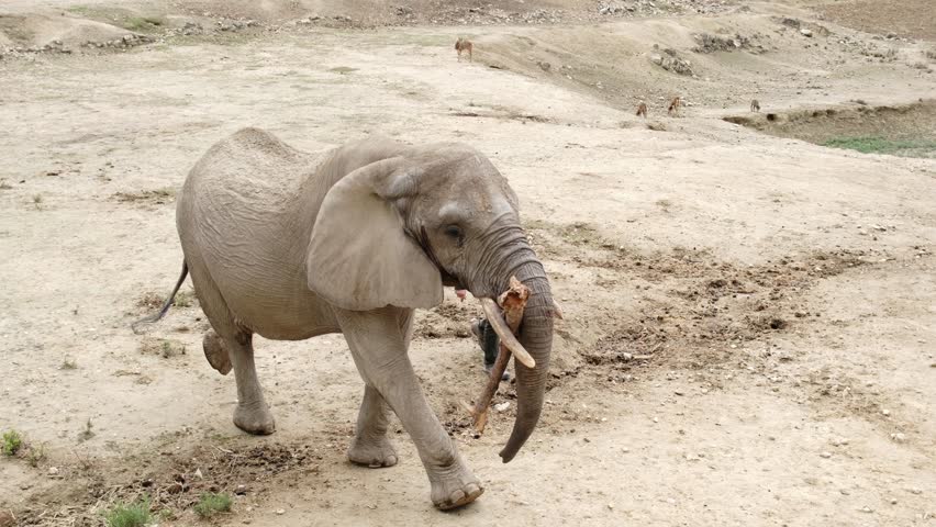 South African elephants in Safari park Aitana. Alicante region in Spain.