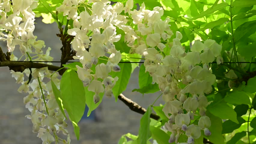 the beautifu;l tree blossoms closeup