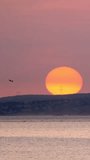Sea gull albatross bird silhouette flying with large setting sun on sunset. Camera horizontal pan