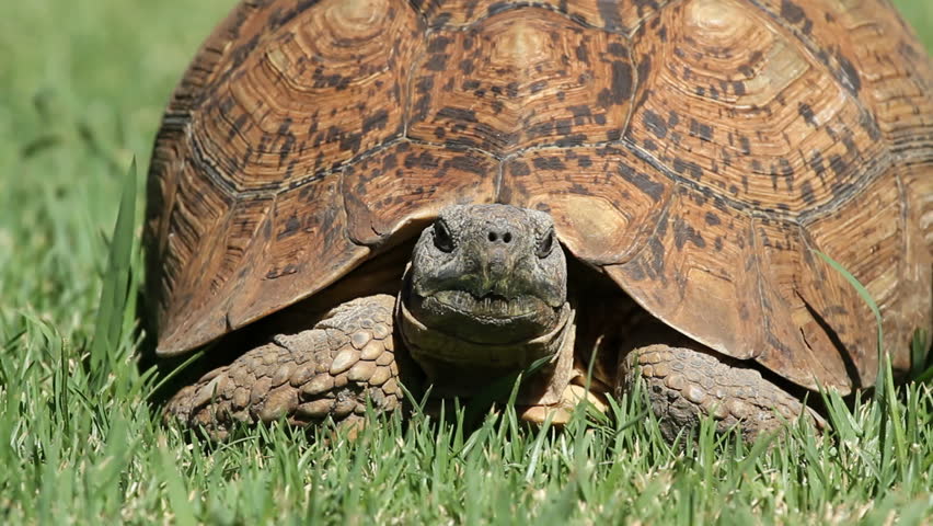 Leopard tortoise. Leopard tortoise