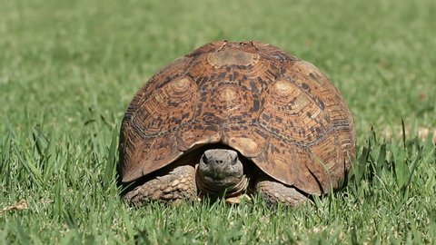 Frontal view of a leopard tortoise (Stigmochelys pardalis) on green grass, South Africa
