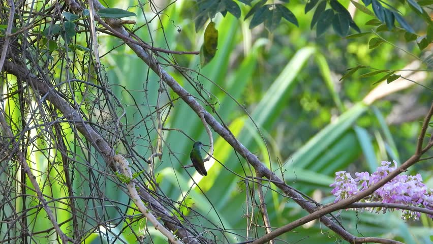 Hummingbird Whizzes Between Branches in the Tropics Sipping Nectar