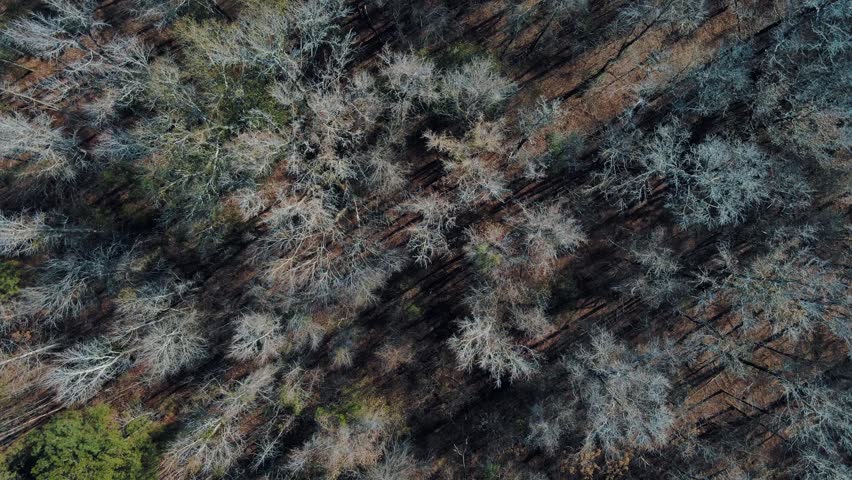 Aerial top down of forest and lake in rural neighborhood in Grovetown Augusta Georgia USA