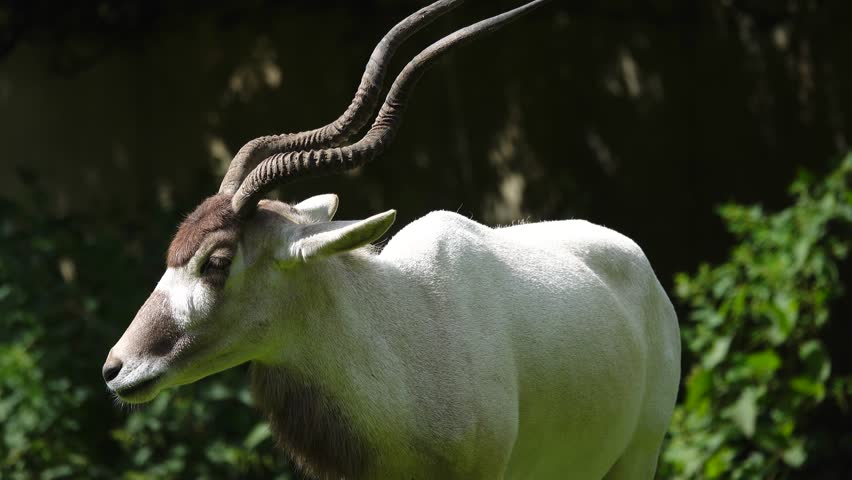 addax looks in different directions