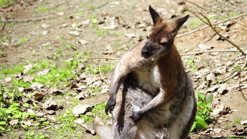 Red kangaroo scratching its side with its paw