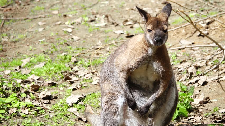 Red kangaroo scratching its side with its paw
