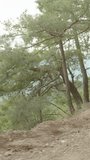 Vertical video. Young Long-haired Woman in a Warm Checkered Shirt with a Backpack Ascends a Mountain on a Steep Dirt Road Amidst Tall Pine Trees. Solitary Journey.