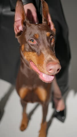 Portrait of Doberman with woman. Prominent face of brown Doberman in foreground. Concept portrait, loyalty, elegance Royalty-Free Stock Footage #3479441011