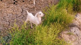 Goats Stock Video,
Domestic Goat, Goat, Eating, Grass, Agriculture