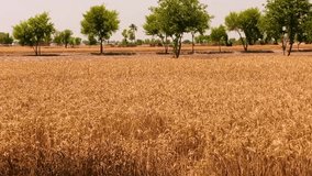 Wheat Field Stock Video,
Wheat, Agricultural Field, Crop - Plant, Farm, 
Cereal Plant, Agricultural.