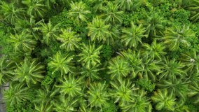 South Ari atoll, Maldives: Aerial overhead drone footage of palm trees on the Dhigurah island in the Maldives in the Indian Ocean.  - Powered by Shutterstock - Get 15% off with code: PIKWIZARD15