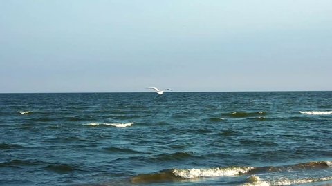 Seagulls flying and resting on the lonely beach of Black Sea at Sulina, Tulcea, Romania, shoot with a handheld cam