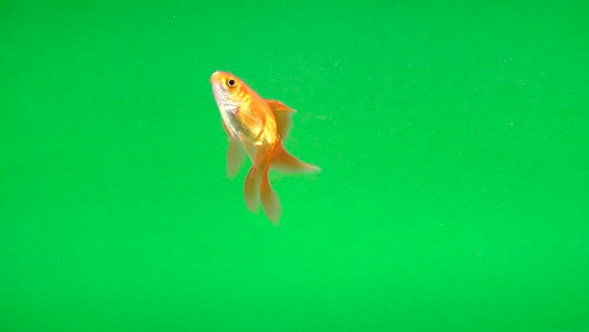 Goldfish swimming free on green screen | Shutterstock HD Video #34796248