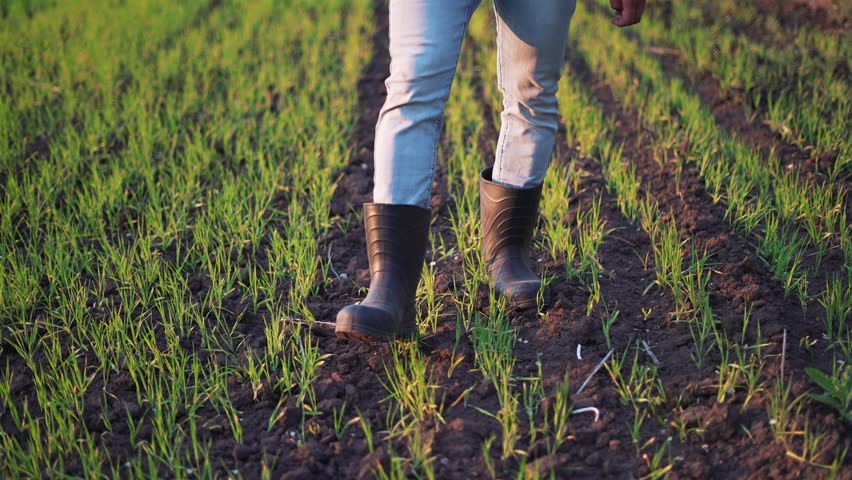 Agriculture. farmer agronomist in wheat green field wheat sprouts. Concept of agriculture in a wheat field. a farmer in the countryside in agriculture works with green wheat sprouts in rubber boots Royalty-Free Stock Footage #3479644035