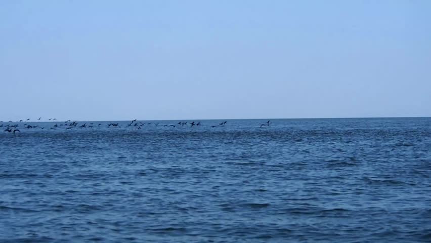 Bird colony resting on Birds Island, Black Sea, Sulina, Tulcea, Romania, shot with a handheld cam