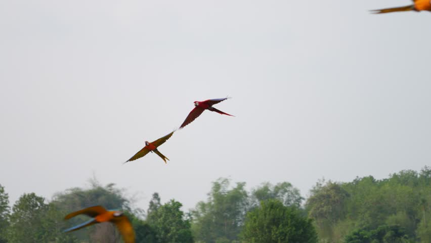 Scarlet Macaw (Ara macao)  free flying on the sky