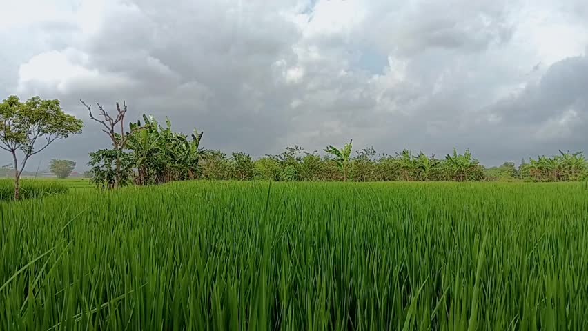 Wide stretches of rice fields that are still young under cloudy clouds, in the morning there are no grains yet. Some of the rice can be seen swaying as it is gently blown by the wind.