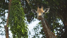 Head and neck of a cute giraffe. munching on green tree leaves in his habitat enclosure. UltraHD 4k footage
