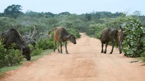 Herd of water buffalo take their time grazing and crossing the road at Yala National Park. a wildlife sanctuary in Sri Lanka. UltraHD 4k footage