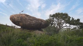 Heron and painted stork perched together on an enormous rock at Yala National Park. an important wildlife sanctuary in Sri Lanka. 4k Ultra HD video