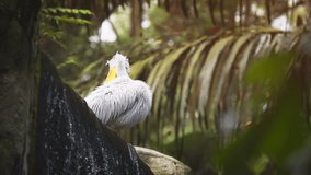 Mature pelican. perched at the brink of an artificial. tropical waterfall at a bird park. UltraHD 4k footage