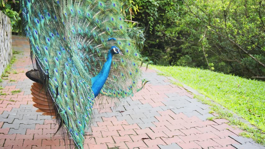Mature peacock struts in slow circles with his dramatic. iridescent plumage on display at a popular bird park. UltraHD 4k footage