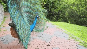 Mature peacock struts in slow circles with his dramatic. iridescent plumage on display at a popular bird park. UltraHD 4k footage