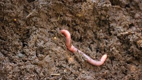 Tiny. solitary earthworm writhes as it pushes itself into the wet soil of a compost heap in a private garden. UltraHD 4k footage