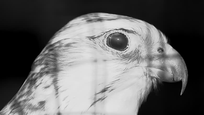 Close up of a bird of preys face in a monochrome photo