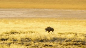 A wide angle footage of a blue wildebeest walking in long grasses of Savanah of Botswana South Africa