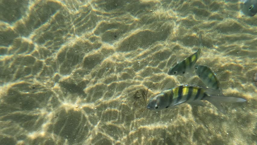 Sergeant major fish (Abudefduf saxatilis) shoal in a shallow brazilian sea.