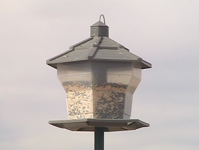 A male house finch looking comically at the camera.