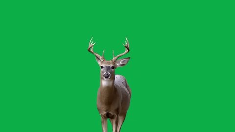 new deer with green screen.: film stockowy