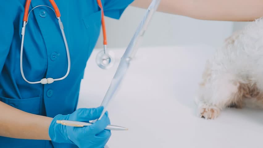Urgent Attention, Veterinarian Doctor Provides Care for Labrador Puppy in Mobile Vet Ambulance, Experience the importance of urgent attention as a veterinarian doctor provides compassionate care Royalty-Free Stock Footage #3479828725