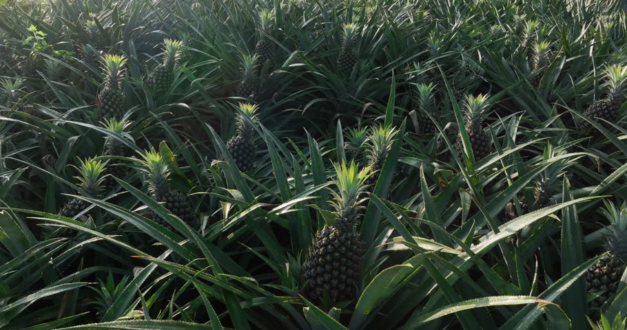 Pineapple grow on tree in garden