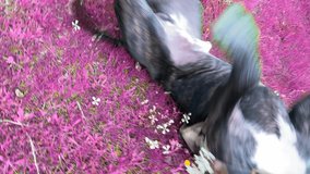 video creative colors, concept of love and carefree, black American pit bull rolls joyfully on pink colored meadow. Fantastic creative video, pink colors love and joy concept