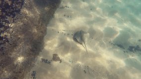 A stingray swimming peacefully near a rocky shore in brazil,